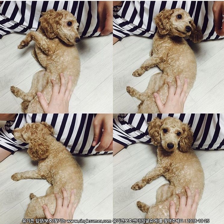 유기견보호센터 강아지보호소 고양이보호소 - 펫찾기 4번째 사진