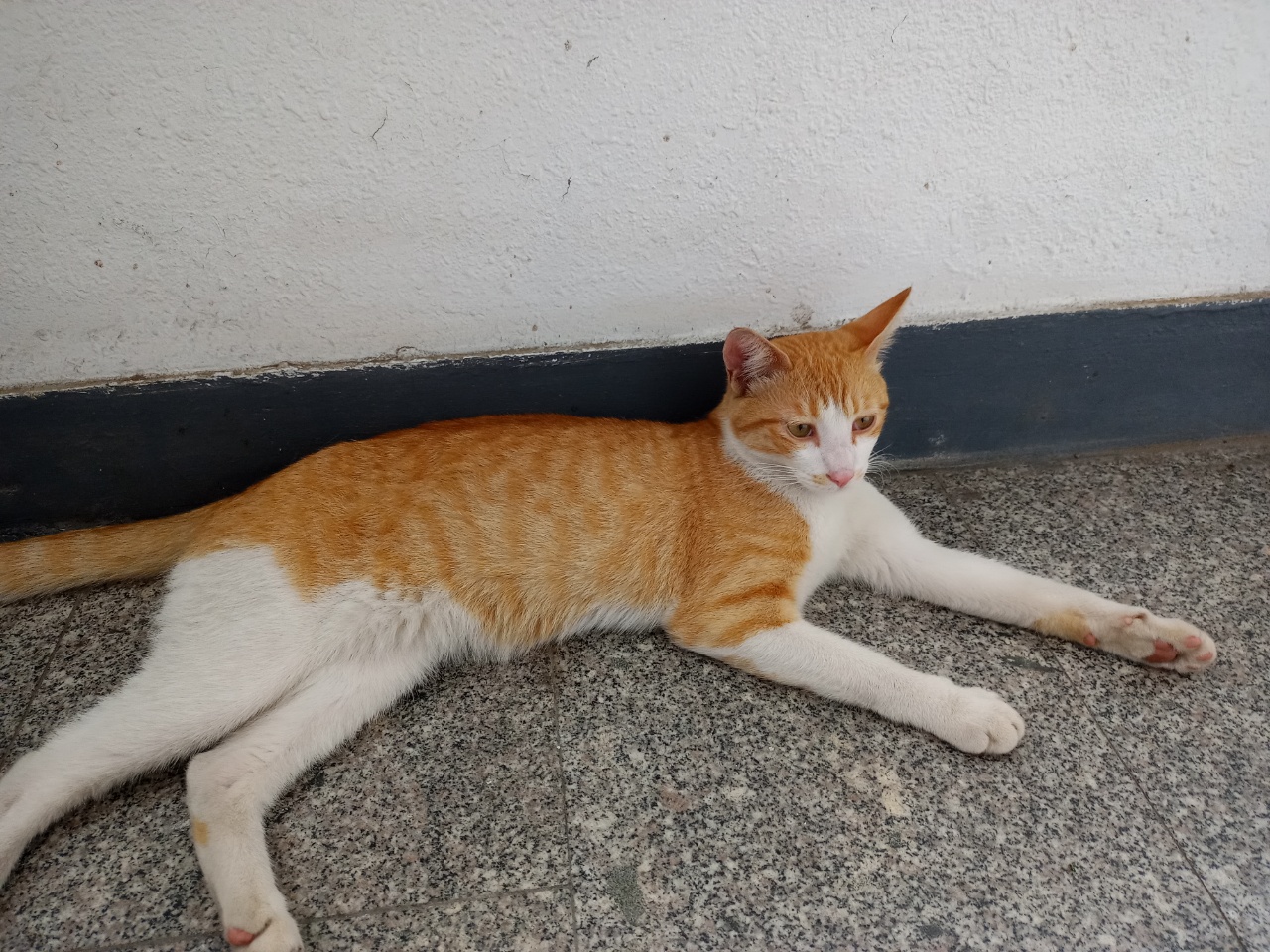 노란치즈(망토)태비 고양이 코코를 찾습니다!!! - 강아지 찾아요 - 유기견 보호 센터 - 이미지 2