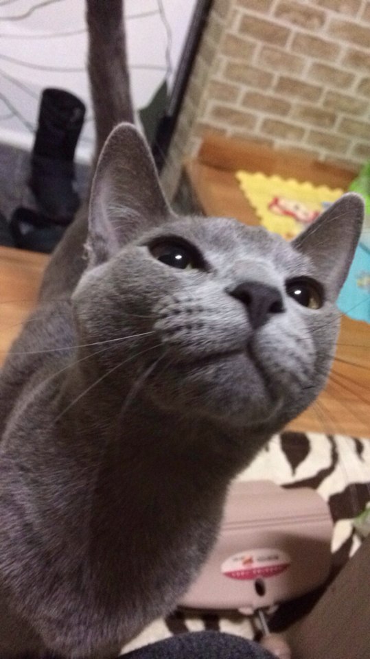 10년키운 고양이를 찾습니다!! 4번째 사진