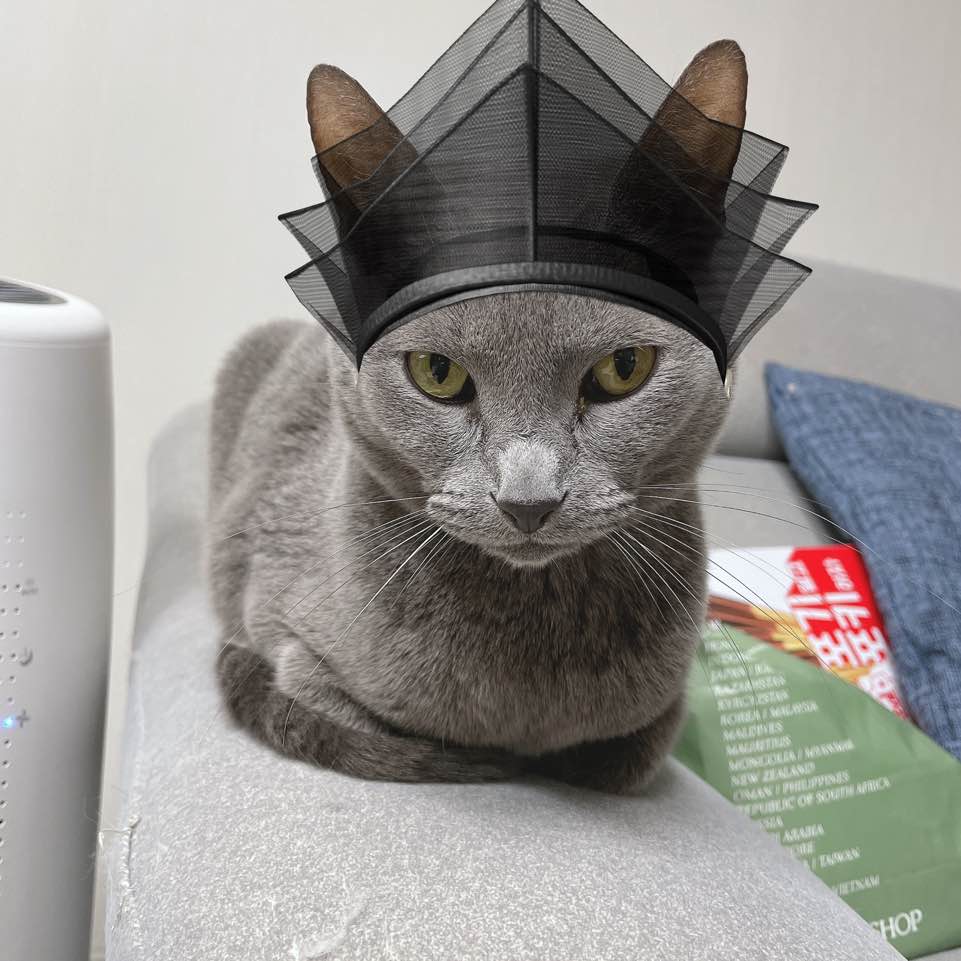 10년키운 고양이를 찾습니다!!