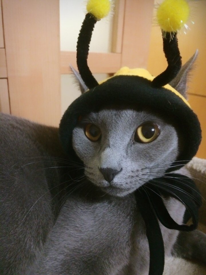 10년키운 고양이를 찾습니다!! 5번째 사진