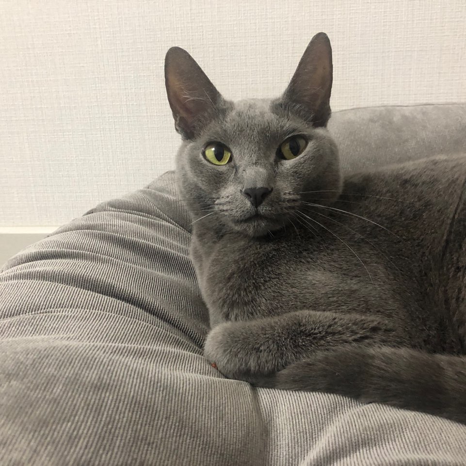 10년키운 고양이를 찾습니다!! 6번째 사진