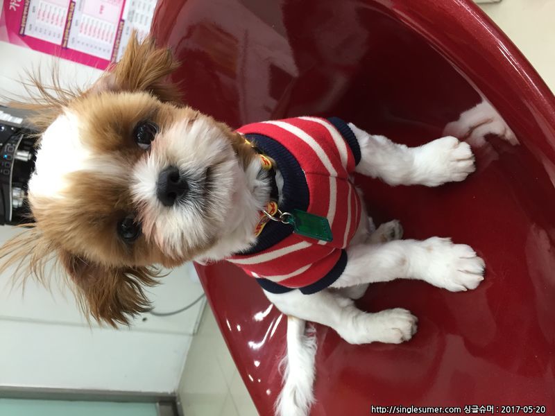 유기견보호센터 강아지보호소 고양이보호소 - 펫찾기 30번째 사진