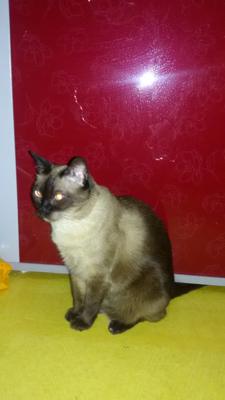 고양이 찾아요 2번째 사진