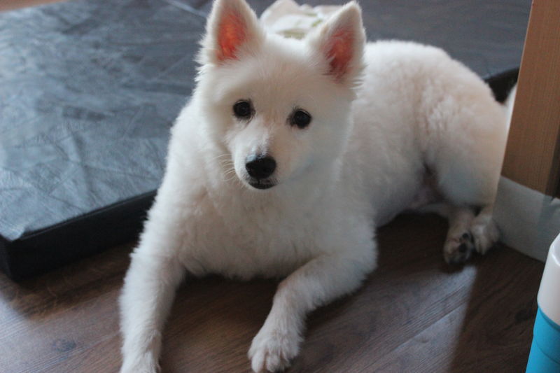 유기견보호센터 강아지보호소 고양이보호소 - 펫찾기 7번째 사진