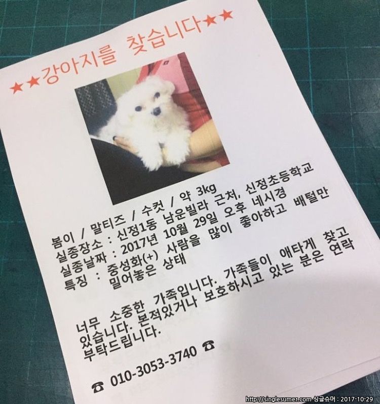 유기견보호센터 강아지보호소 고양이보호소 - 펫찾기 10번째 사진