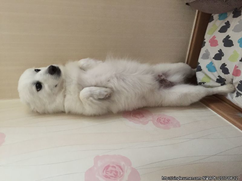 강아지를 누가 데려간것같아요ㅠㅠ