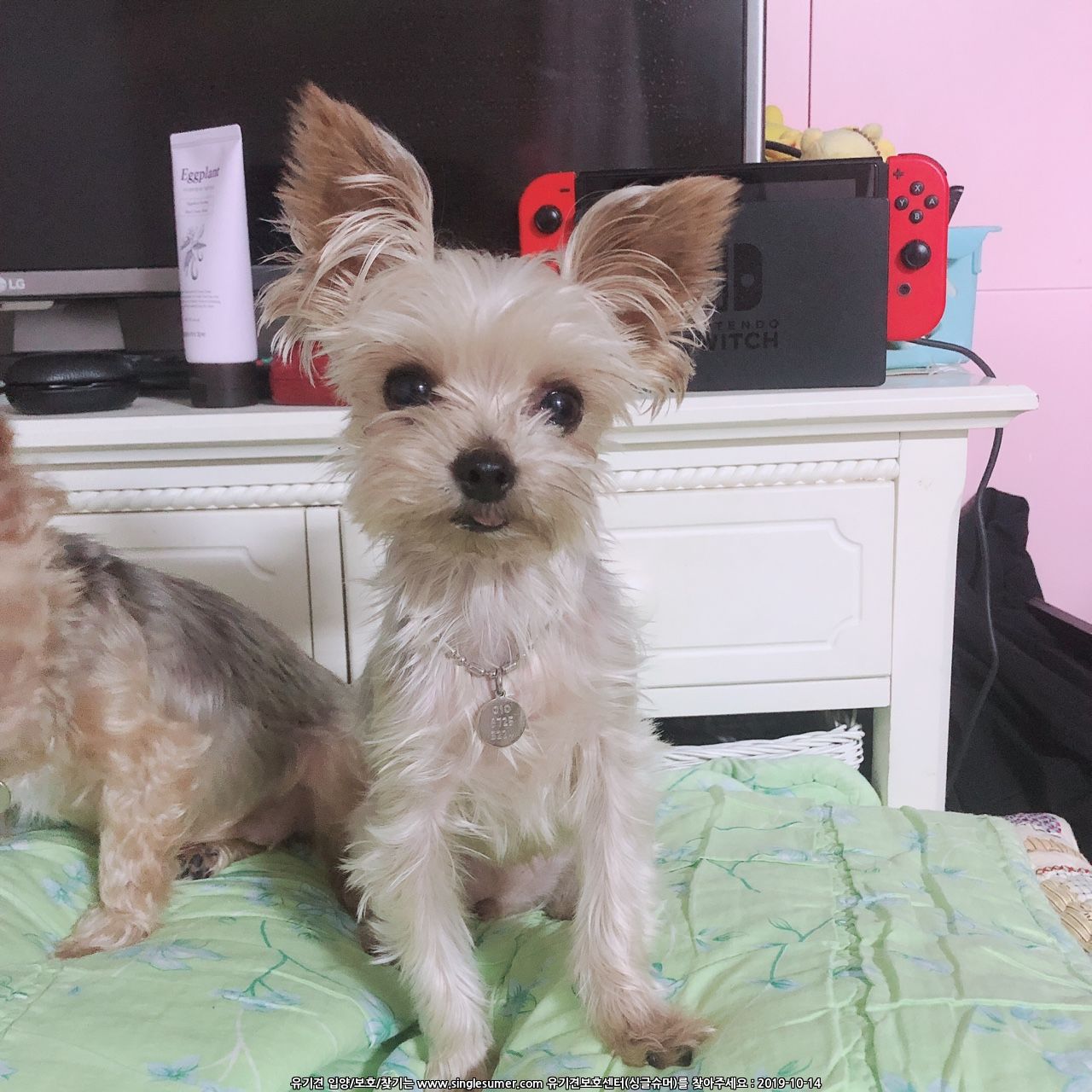 유기견보호센터 강아지보호소 고양이보호소 - 펫찾기 3번째 사진