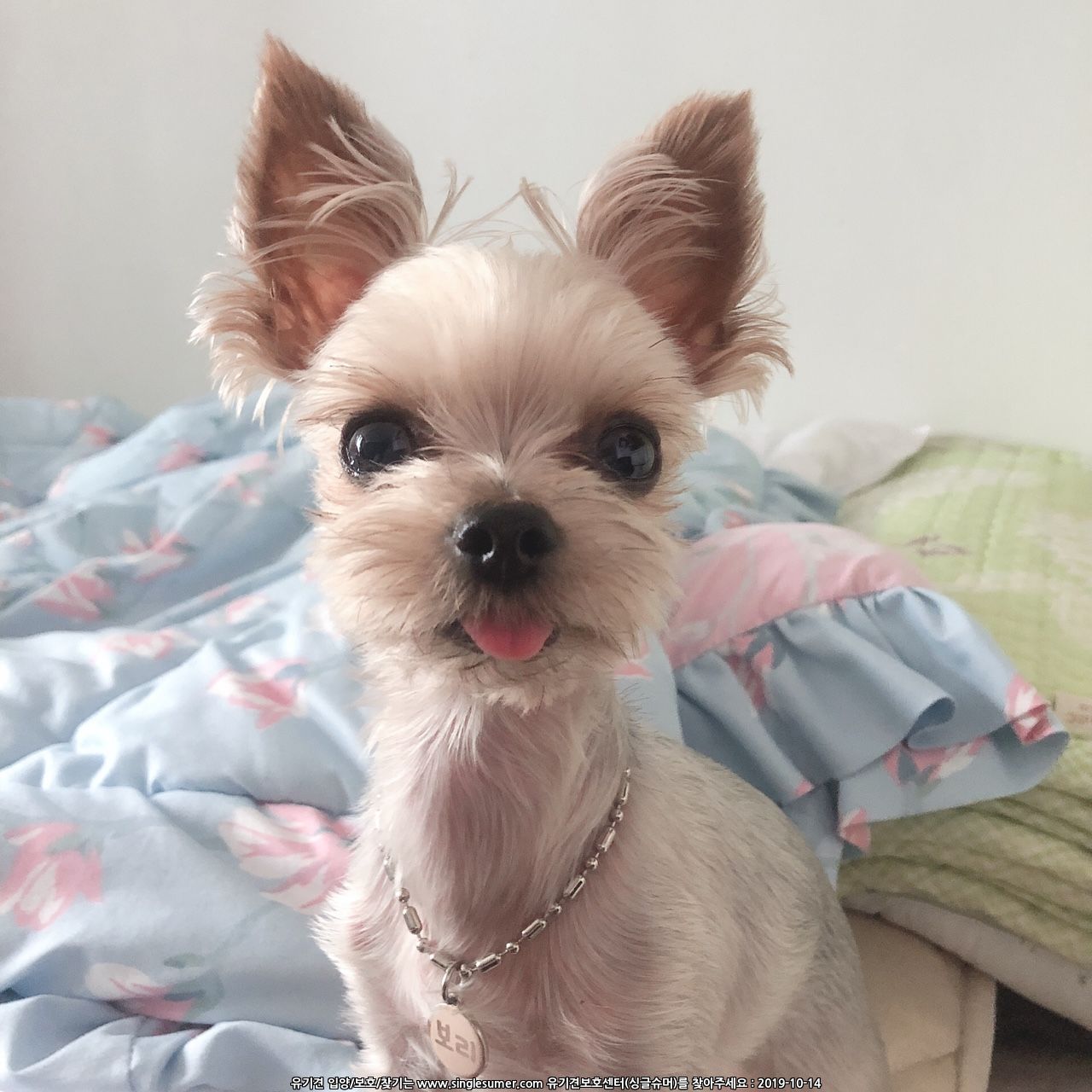 유기견보호센터 강아지보호소 고양이보호소 - 펫찾기 4번째 사진