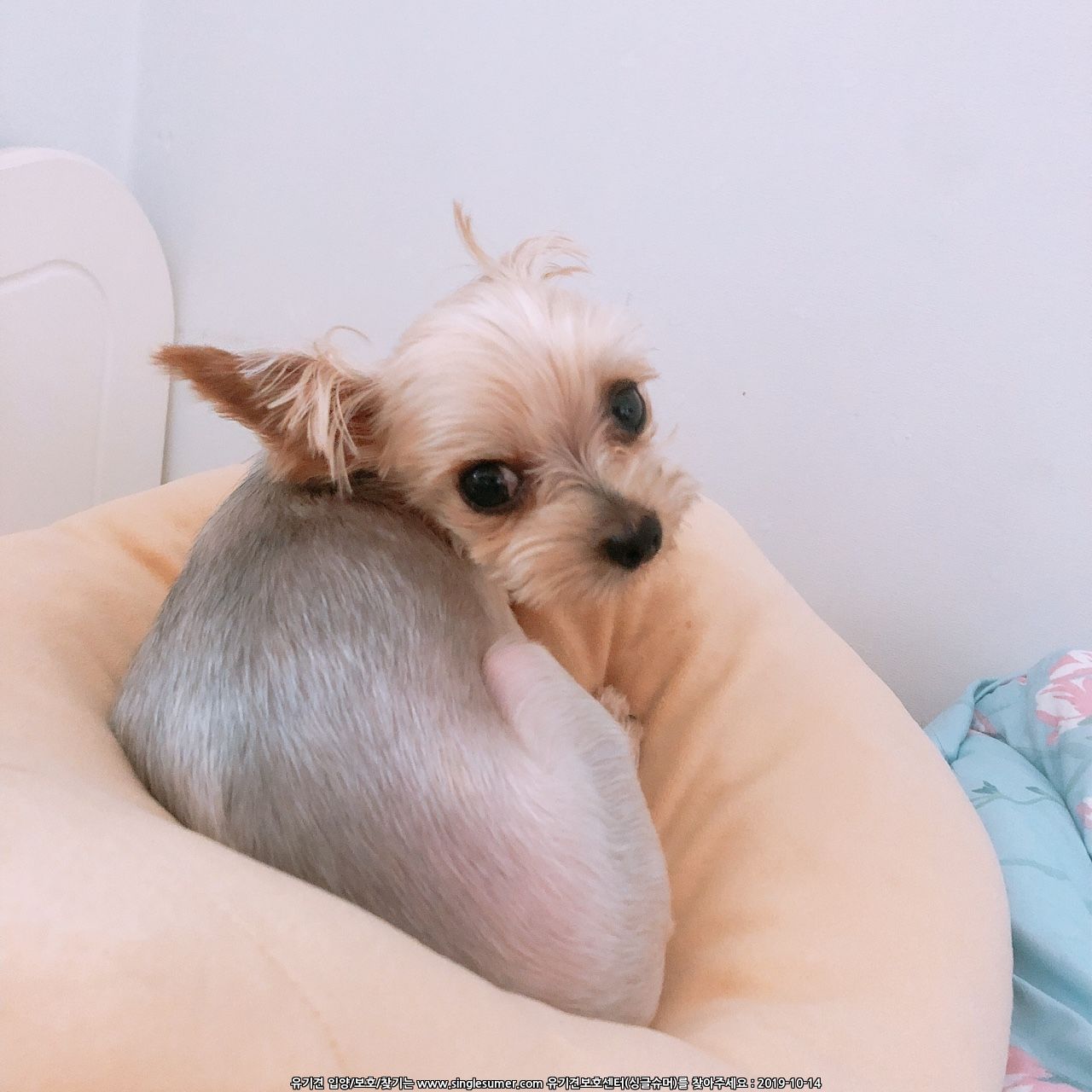 유기견보호센터 강아지보호소 고양이보호소 - 펫찾기 2번째 사진