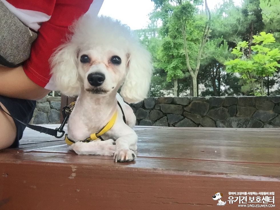 유기견보호센터 강아지보호소 고양이보호소 - 펫찾기 15번째 사진