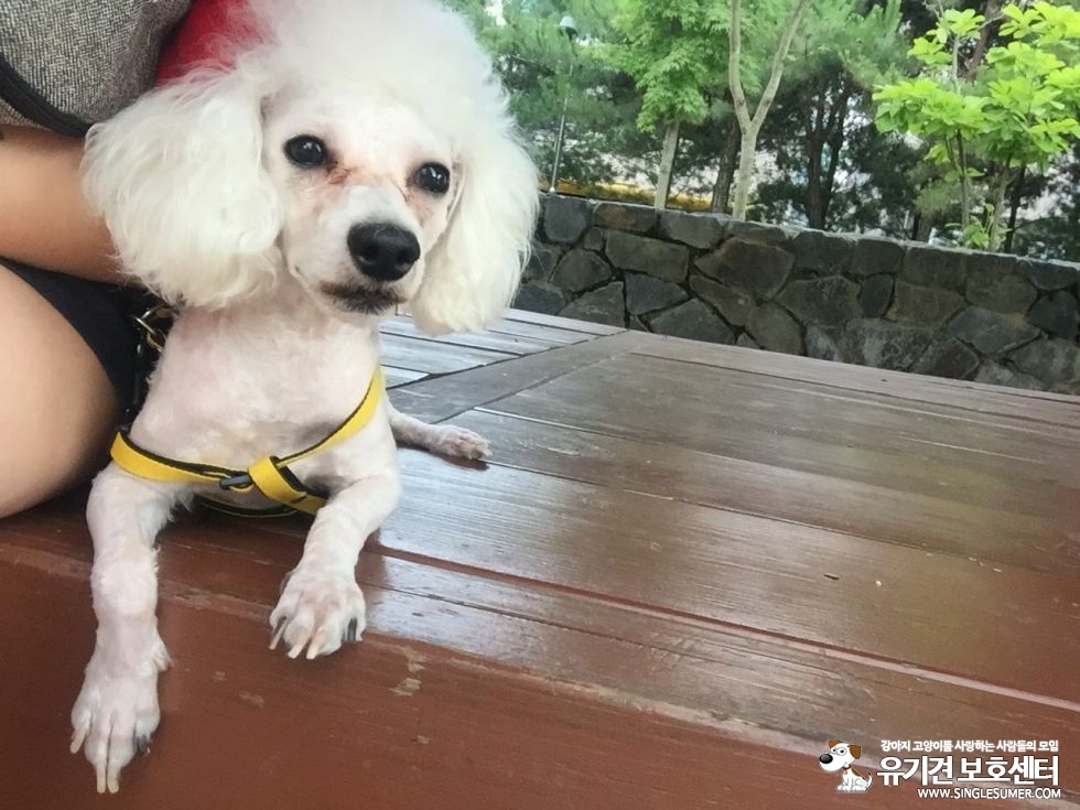 유기견보호센터 강아지보호소 고양이보호소 - 펫찾기 16번째 사진