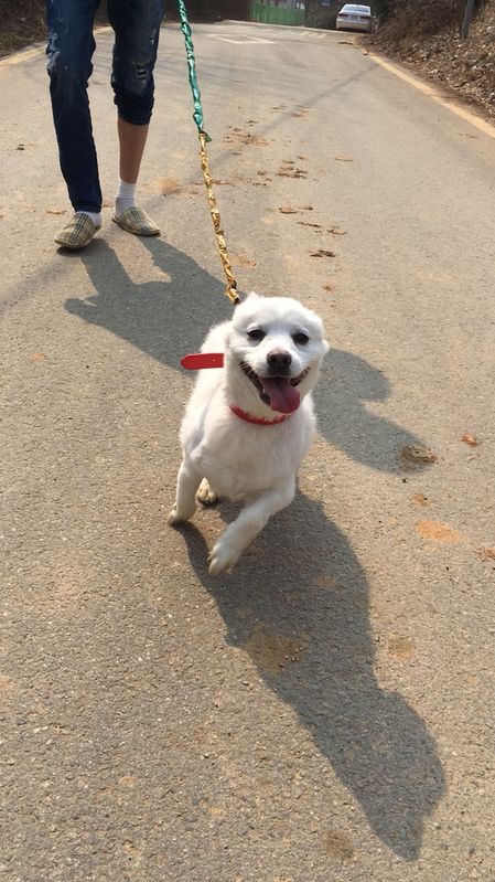 강아지 좀 찾아주세요....