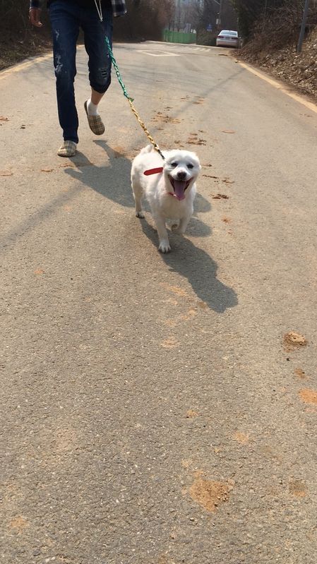 강아지 좀 찾아주세요.... 3번째 사진