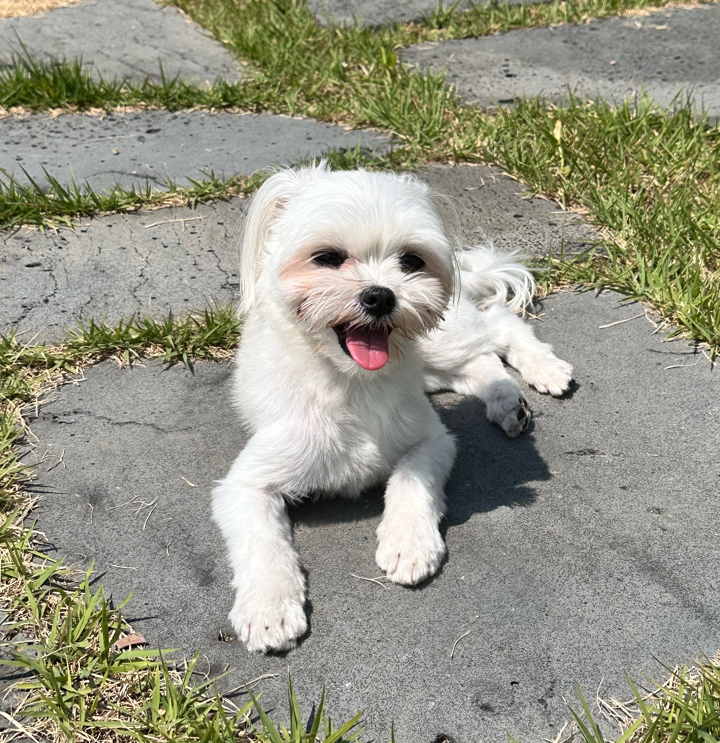 유기견보호센터 강아지보호소 고양이보호소 - 펫찾기 13번째 사진