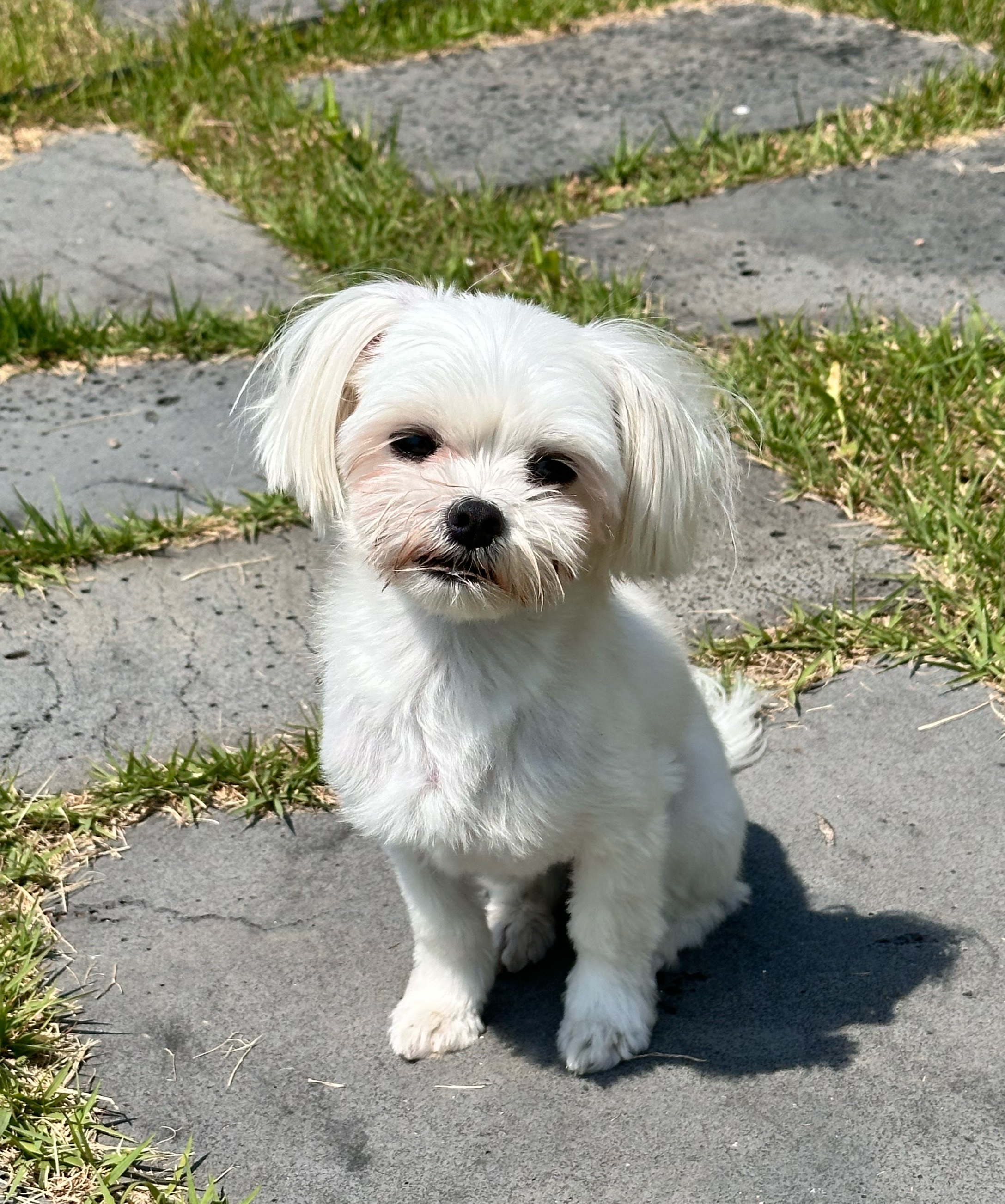 유기견보호센터 강아지보호소 고양이보호소 - 펫찾기 14번째 사진