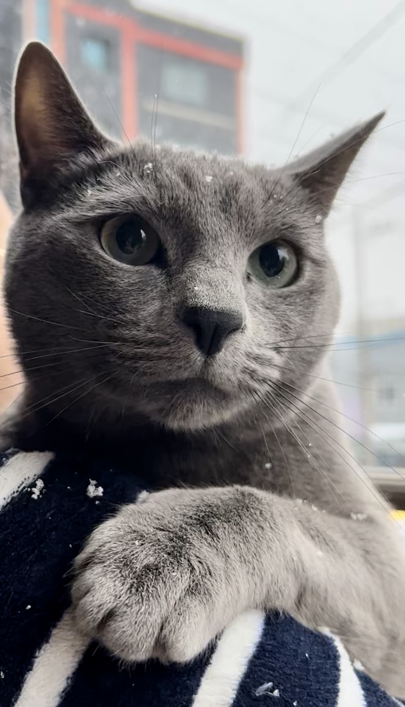 유기견보호센터 강아지보호소 고양이보호소 - 펫찾기 2번째 사진