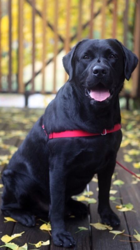 유기견보호센터 강아지보호소 고양이보호소 - 펫찾기 4번째 사진