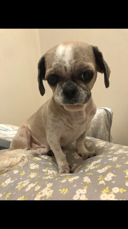 유기견보호센터 강아지보호소 고양이보호소 - 펫찾기 25번째 사진