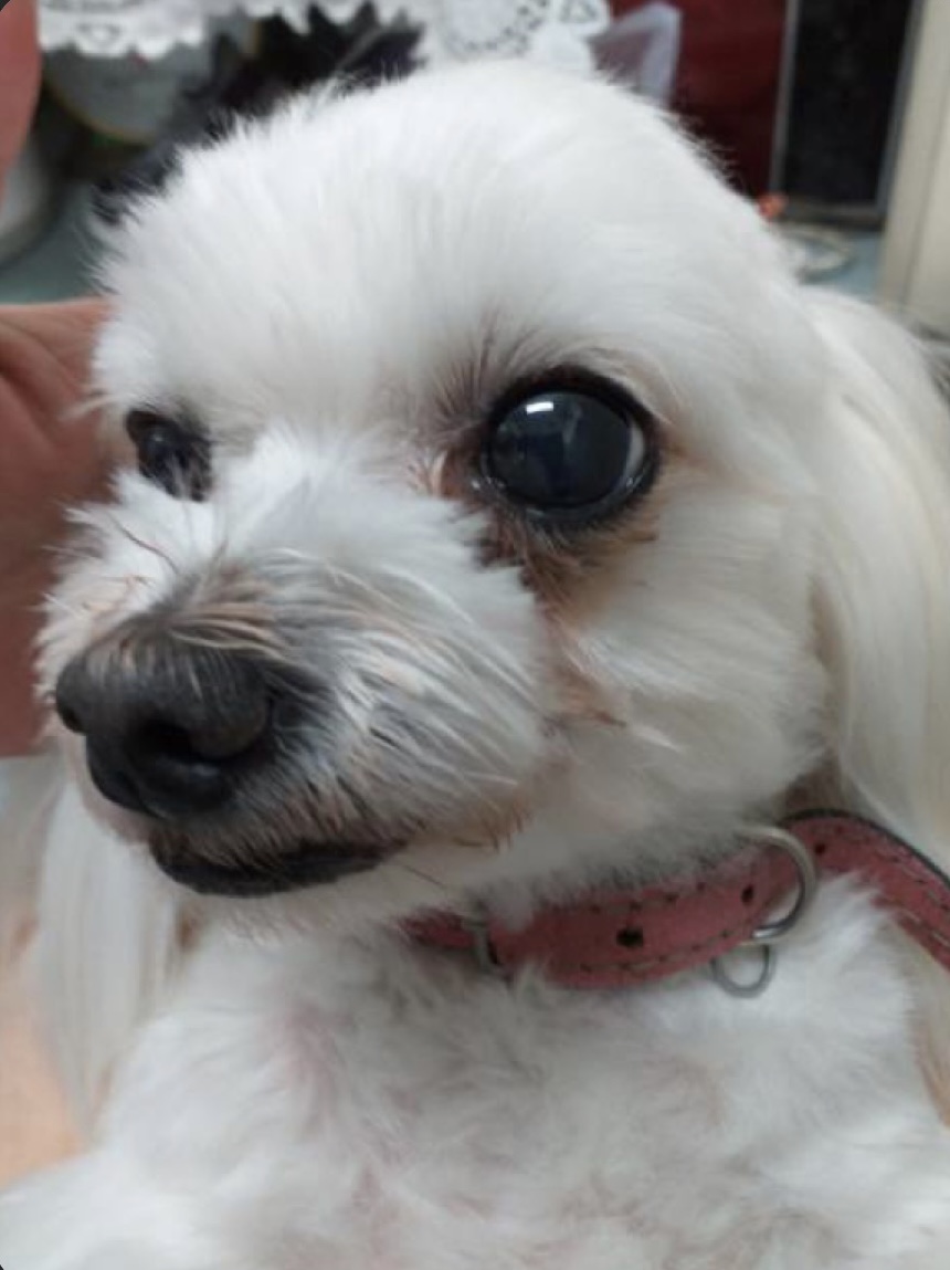 유기견보호센터 강아지보호소 고양이보호소 - 펫찾기 15번째 사진