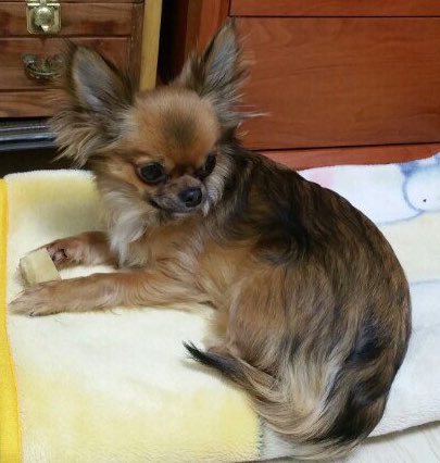 서대문구/홍제3동/ 장모치와와 하울이를 찾습니다..제발 우리아이 보신분은 연락부탁드립니다아이를 발견 하시거나 데리고 계신분은 꼭 연락주세요 부탁 2번째 사진