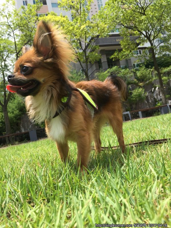 서대문구/홍제3동/ 장모치와와 하울이를 찾습니다..제발 우리아이 보신분은 연락부탁드립니다아이를 발견 하시거나 데리고 계신분은 꼭 연락주세요 부탁 3번째 사진