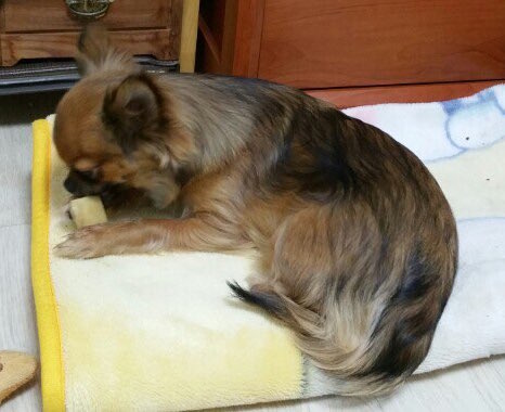 서대문구/홍제3동/ 장모치와와 하울이를 찾습니다..제발 우리아이 보신분은 연락부탁드립니다아이를 발견 하시거나 데리고 계신분은 꼭 연락주세요 부탁