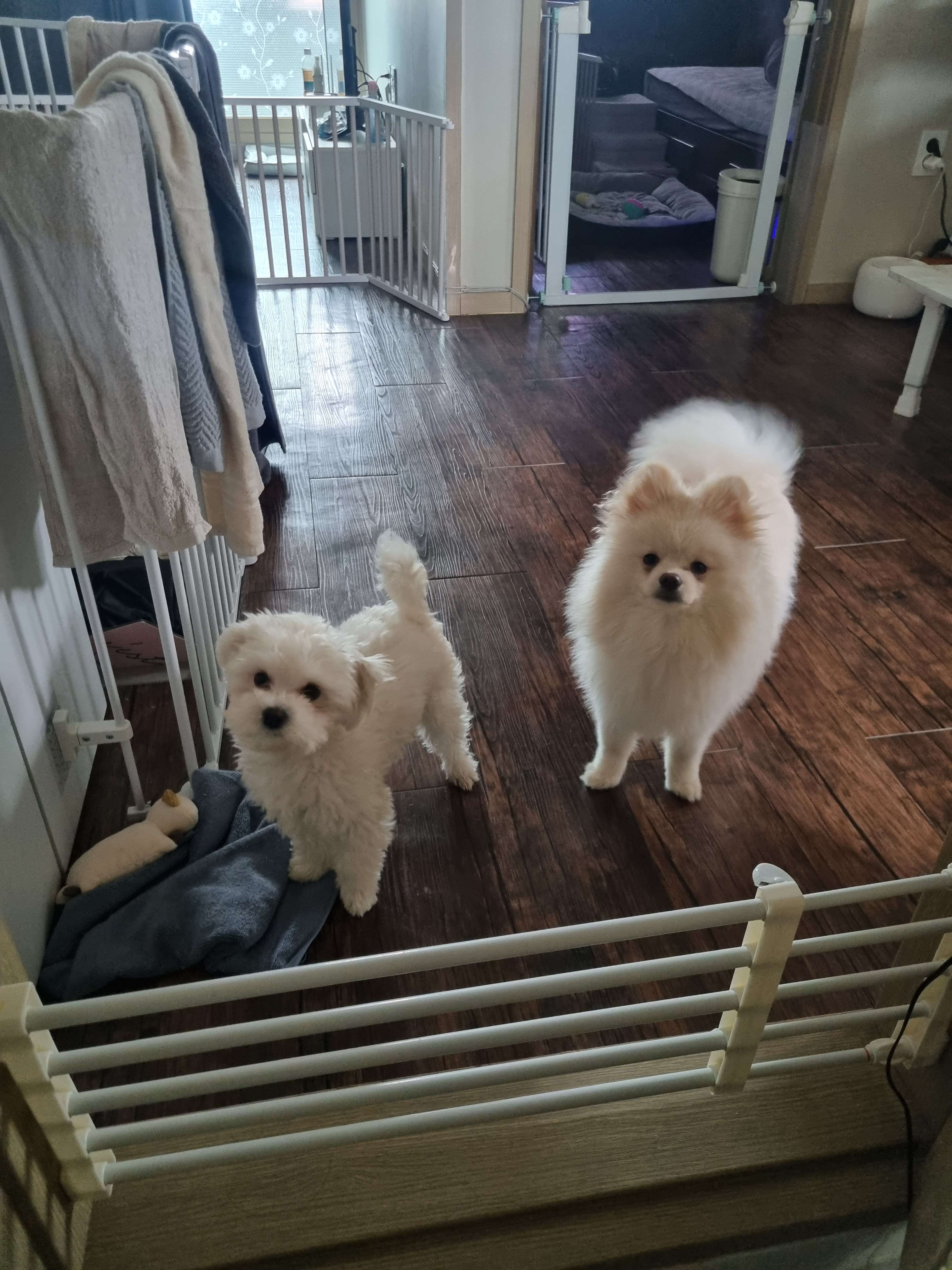 유기견보호센터 강아지보호소 고양이보호소 - 펫찾기 3번째 사진