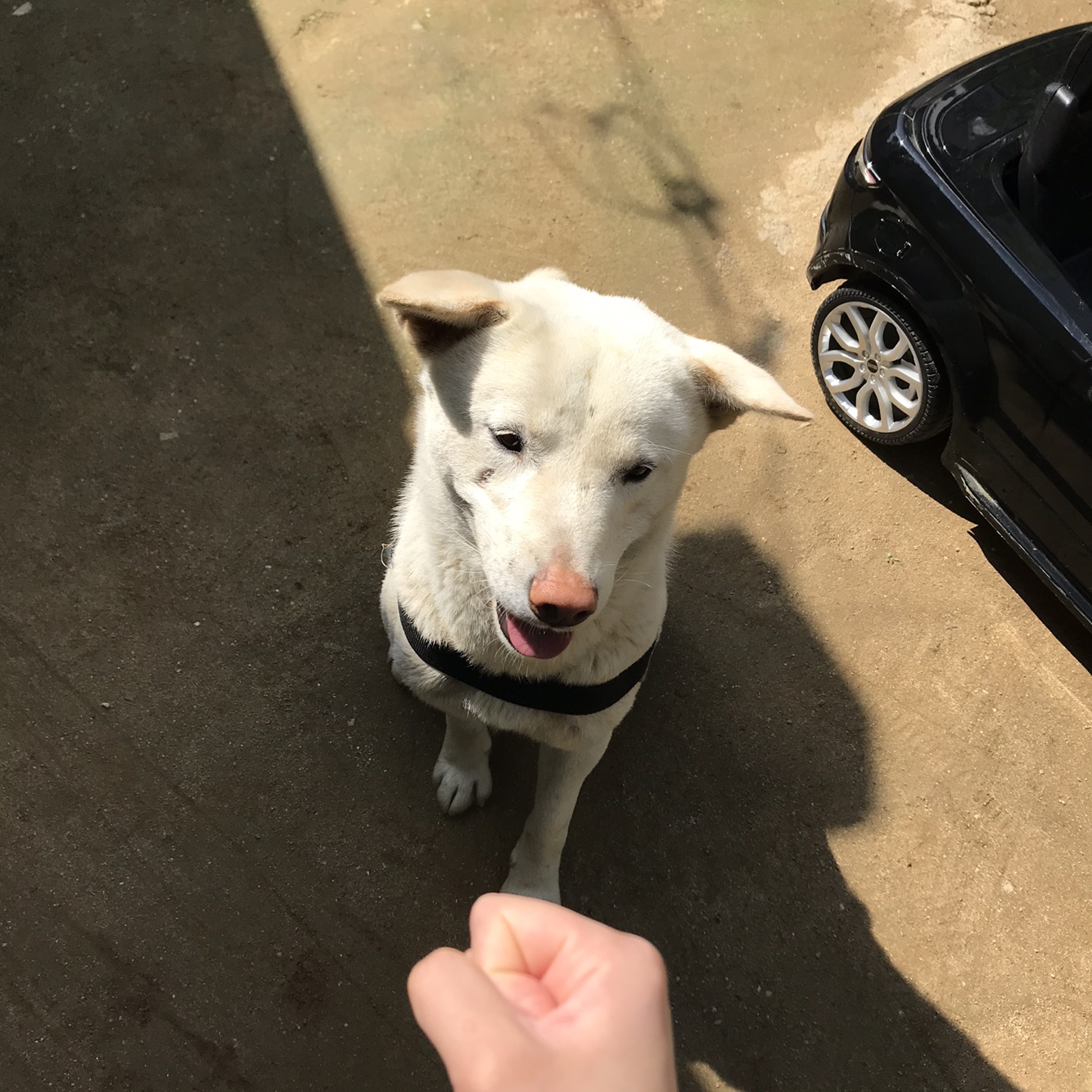 유기견보호센터 강아지보호소 고양이보호소 - 펫찾기 27번째 사진