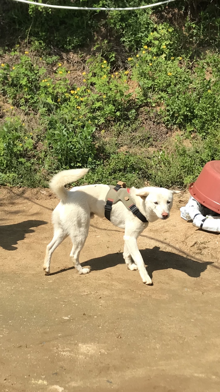 유기견보호센터 강아지보호소 고양이보호소 - 펫찾기 26번째 사진
