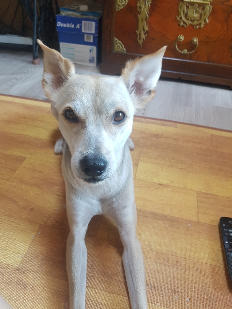 유기견보호센터 강아지보호소 고양이보호소 - 펫찾기 10번째 사진