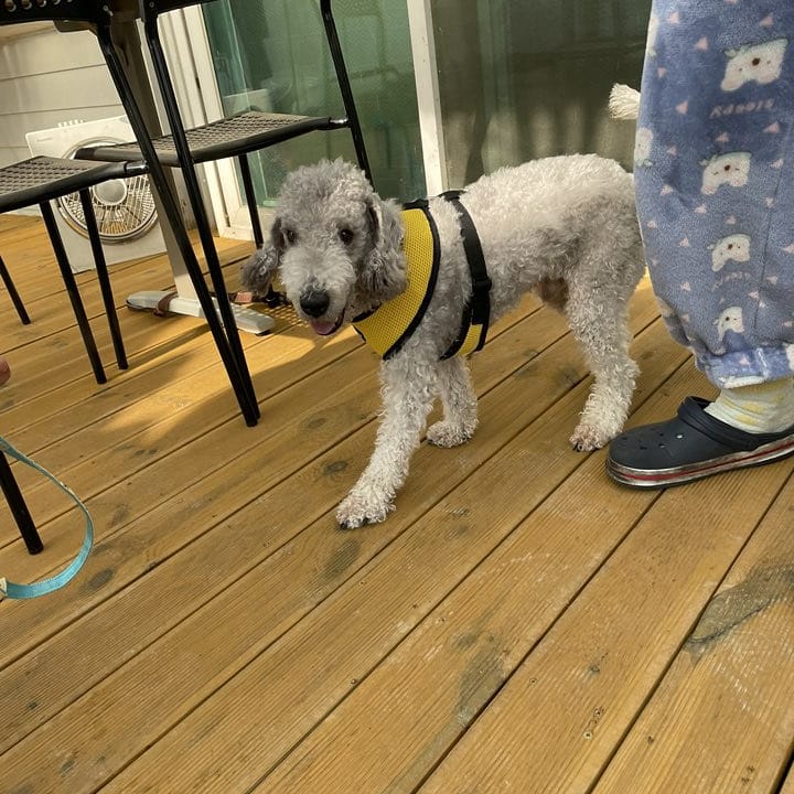 유기견보호센터 강아지보호소 고양이보호소 - 펫찾기 32번째 사진