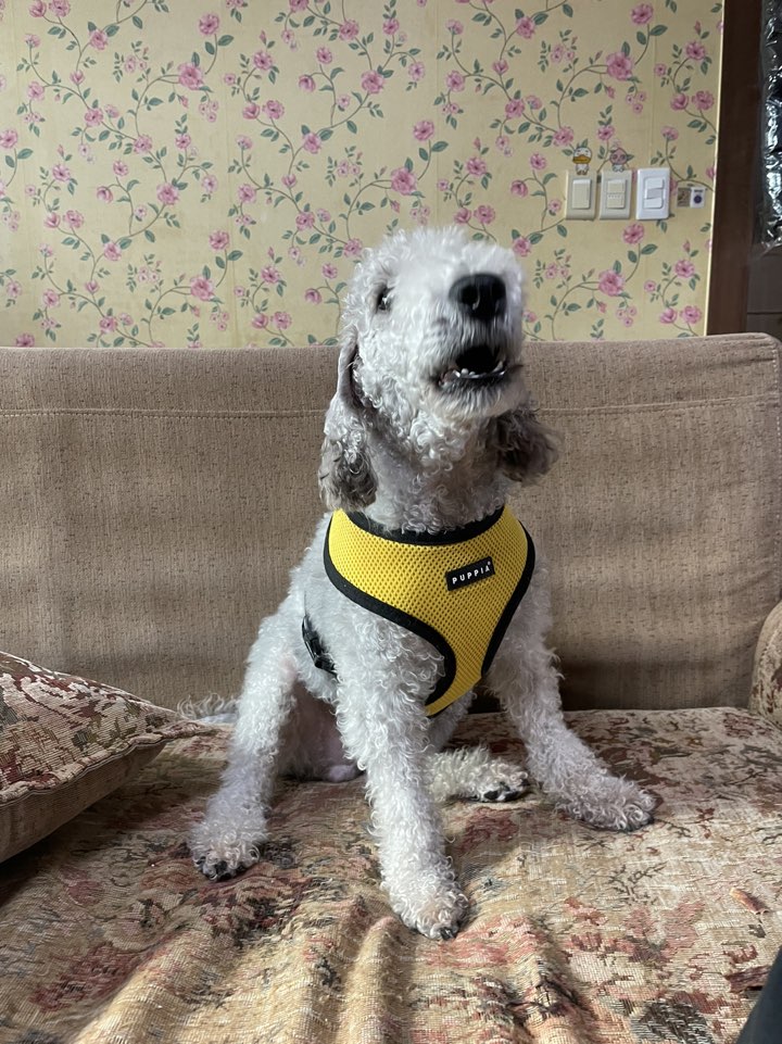 유기견보호센터 강아지보호소 고양이보호소 - 펫찾기 30번째 사진