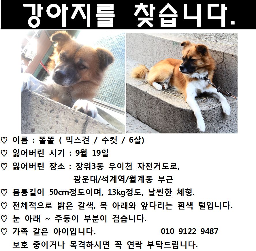 서울시 성북구 장위3동, 광운대 근처 믹스견 찾습니다ㅠㅠ