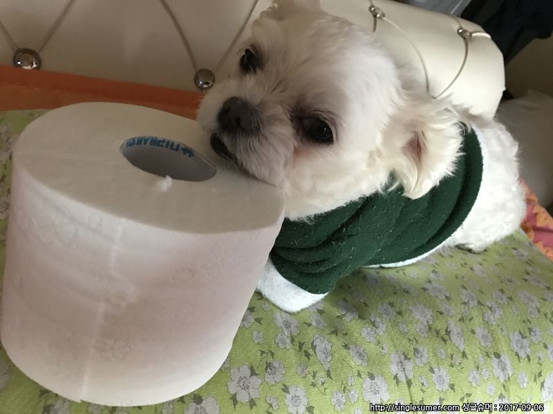 유기견보호센터 강아지보호소 고양이보호소 - 펫찾기 22번째 사진