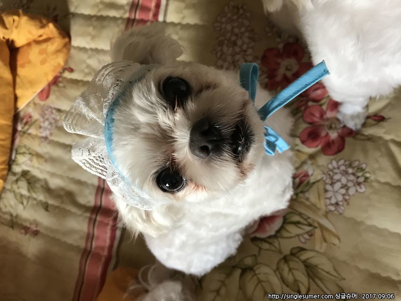 유기견보호센터 강아지보호소 고양이보호소 - 펫찾기 23번째 사진