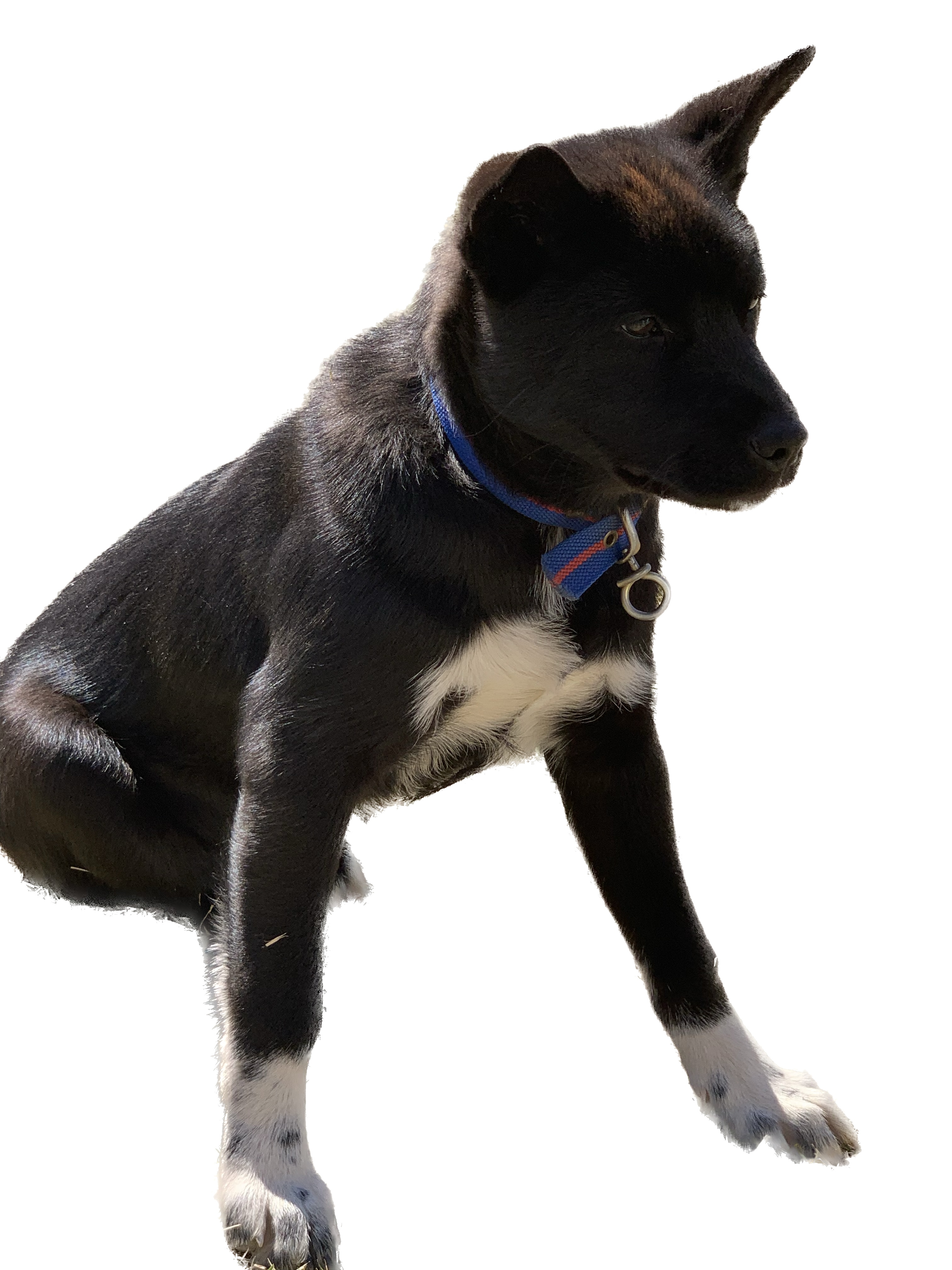 유기견보호센터 강아지보호소 고양이보호소 - 펫찾기 17번째 사진