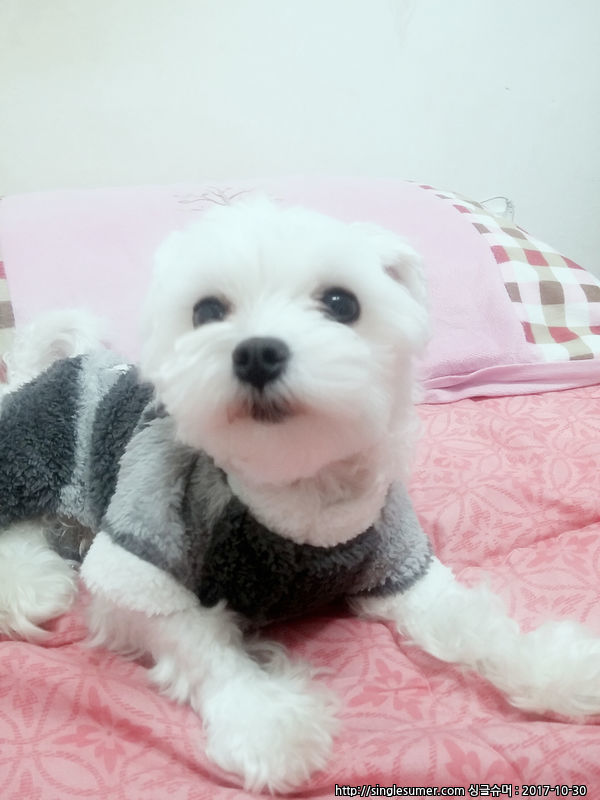 구리시 말티즈 남아이