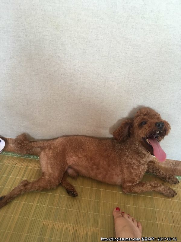 유기견보호센터 강아지보호소 고양이보호소 - 펫찾기 21번째 사진