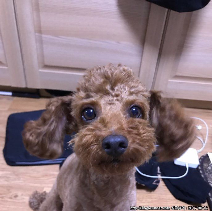 유기견보호센터 강아지보호소 고양이보호소 - 펫찾기 22번째 사진