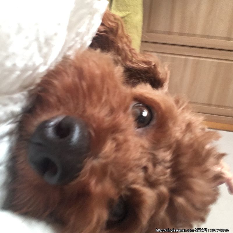 유기견보호센터 강아지보호소 고양이보호소 - 펫찾기 19번째 사진