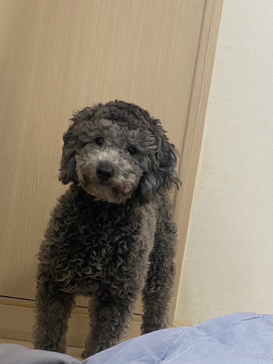 유기견보호센터 강아지보호소 고양이보호소 - 펫찾기 21번째 사진