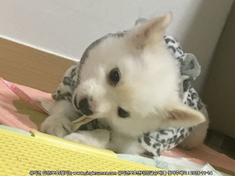 유기견보호센터 강아지보호소 고양이보호소 - 펫찾기 14번째 사진