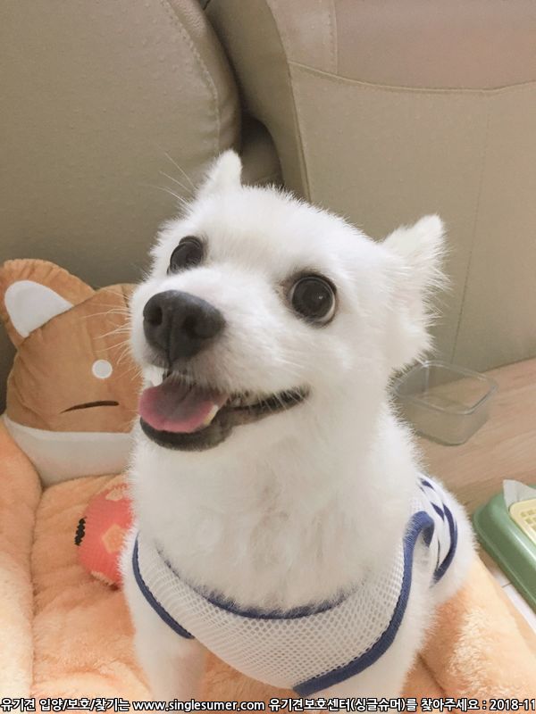 유기견보호센터 강아지보호소 고양이보호소 - 펫찾기 13번째 사진