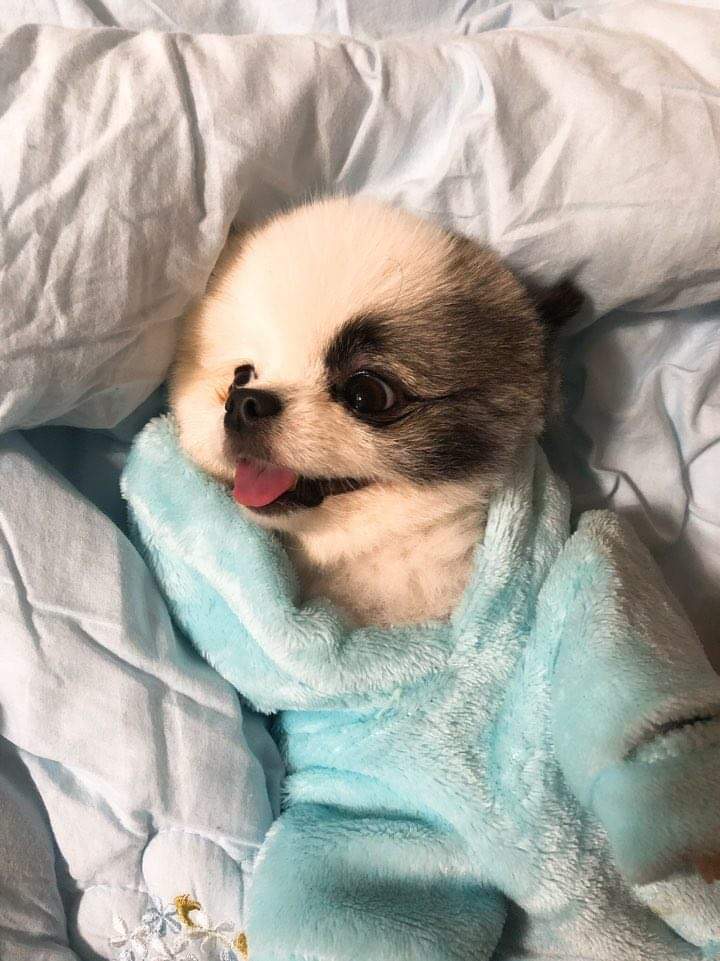 유기견보호센터 강아지보호소 고양이보호소 - 펫찾기 18번째 사진