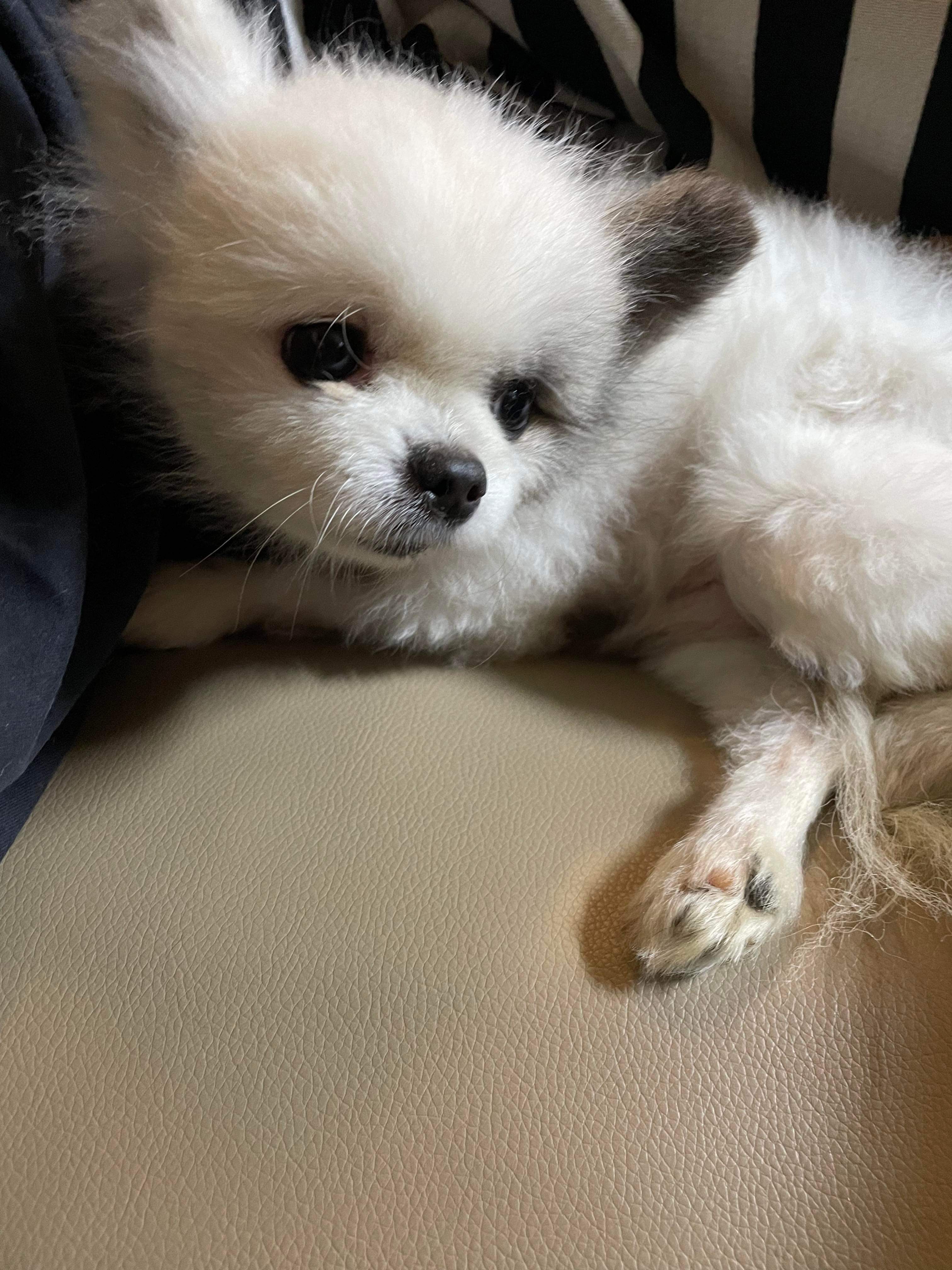 유기견보호센터 강아지보호소 고양이보호소 - 펫찾기 19번째 사진