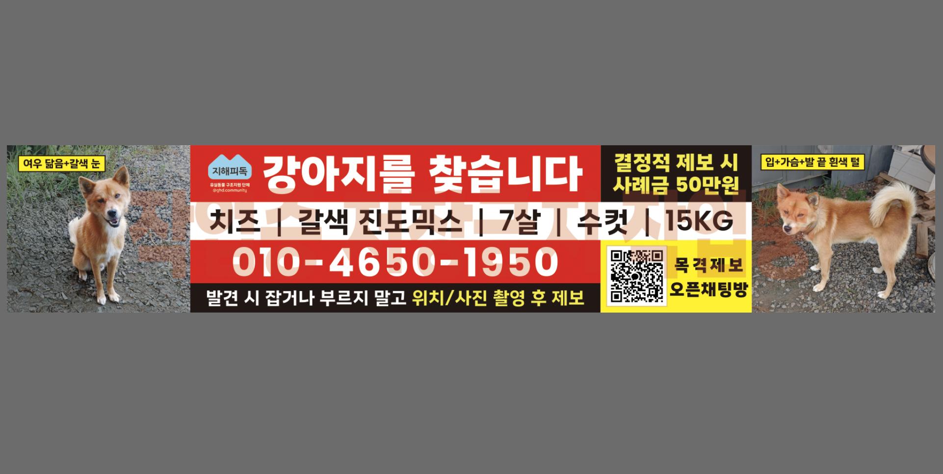 경기도 남양주시 별내동 갈색 진도믹스 찾습니다 - 강아지 찾아요 - 유기견 보호 센터 - 이미지 2