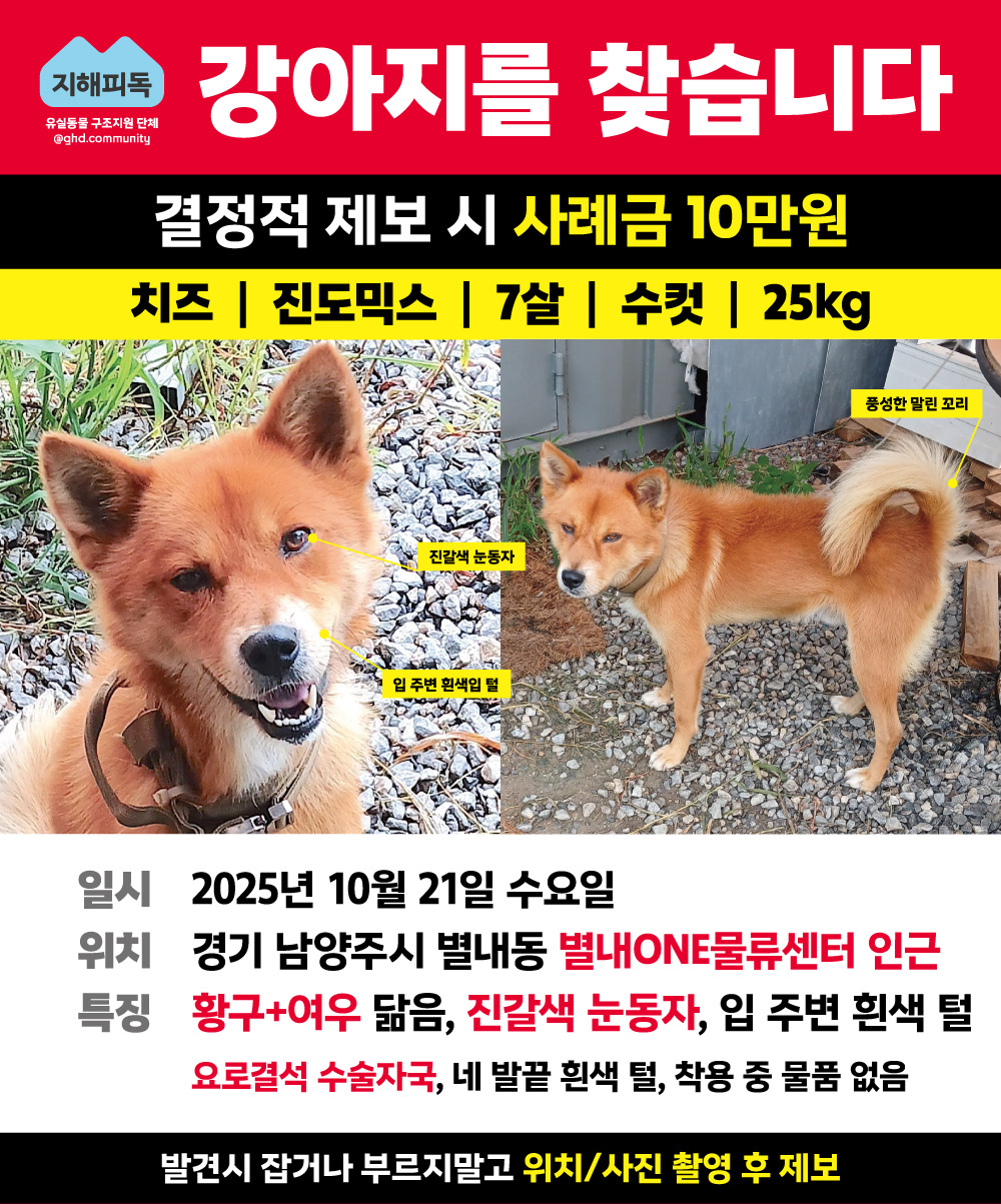 경기도 남양주시 별내동 갈색 진도믹스 찾습니다 - 강아지 찾아요 - 유기견 보호 센터 - 이미지 1