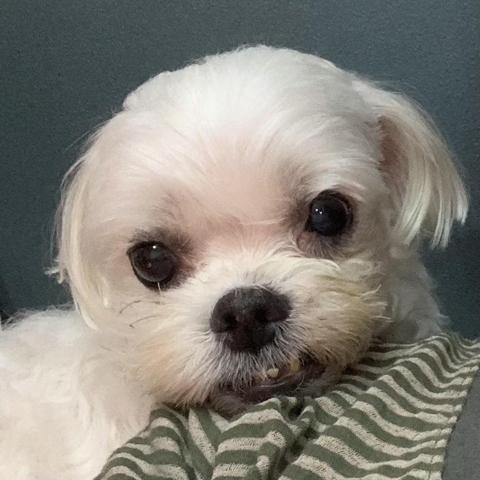 유기견보호센터 강아지보호소 고양이보호소 - 펫찾기 38번째 사진