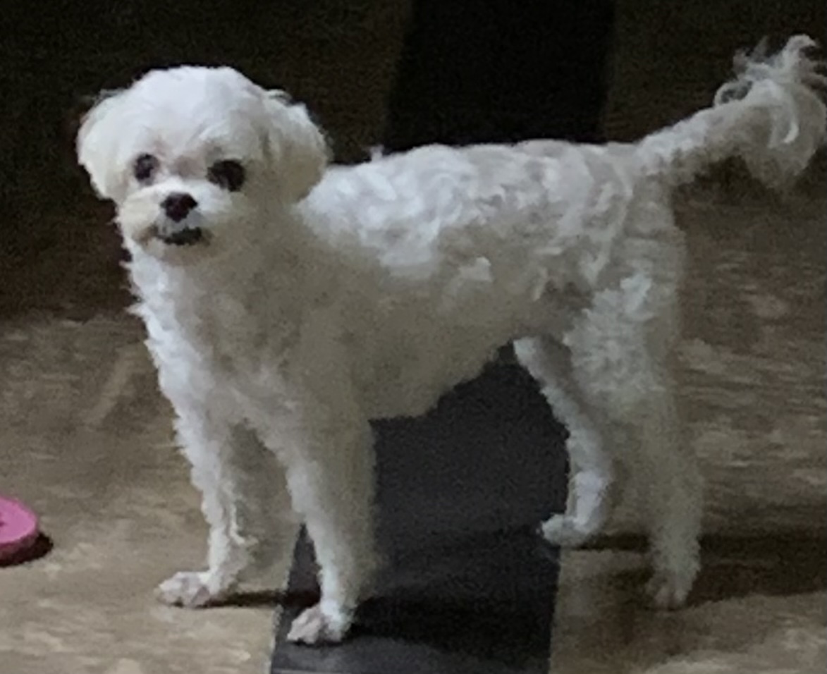 유기견보호센터 강아지보호소 고양이보호소 - 펫찾기 36번째 사진